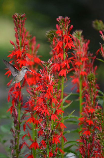 Cardinal Flower (Lobelia cardinalis)
